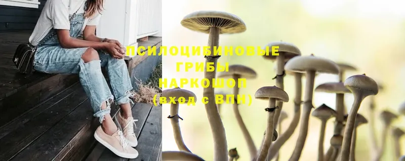 Псилоцибиновые грибы Psilocybine cubensis  Боровск 